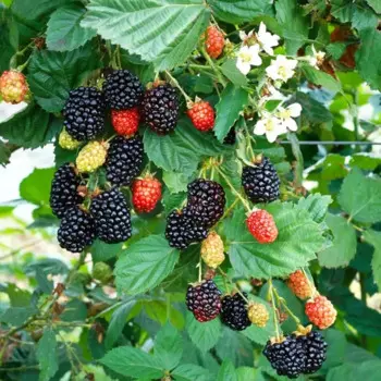 Ежевика Навахо h40 см