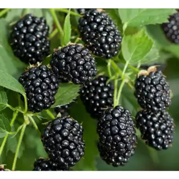 Ежевика «Полар» C2 высота 30-50 см