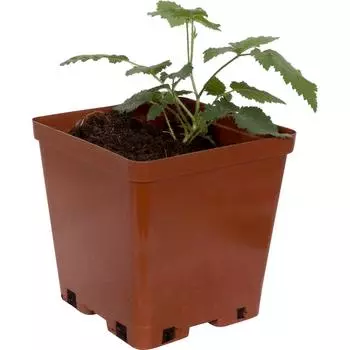 Ежевика С2, 50 см