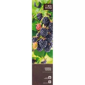 Ежевика Торнфри в тубе