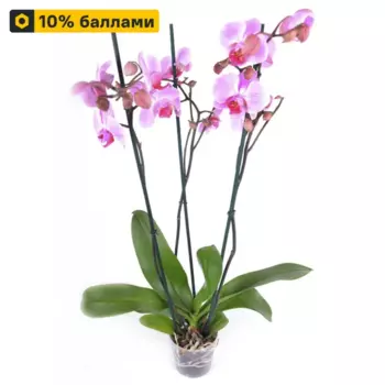 Фаленопсис 3 ствола 12 h60 - 70 см