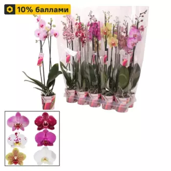 Фаленопсис Эксклюзив микс 12 h65 см