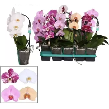 Фаленопсис Каскад 12 h50 см