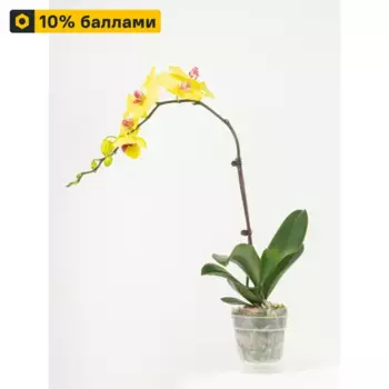 Фаленопсис каскадный 12 h65 - 70 см