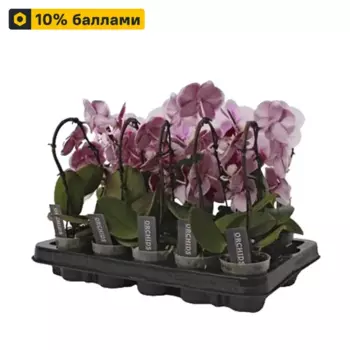 Фаленопсис мини каскад 7 h25 см