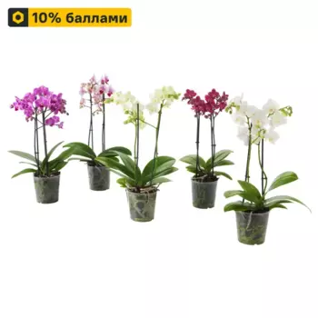 Фаленопсис Мини микс 6 h17.5 см