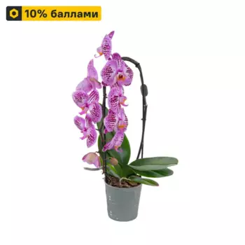 Фаленопсис микс 12 h50 см