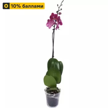 Фаленопсис микс 12 h60 см