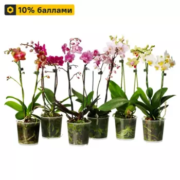 Фаленопсис микс 12 h75 см