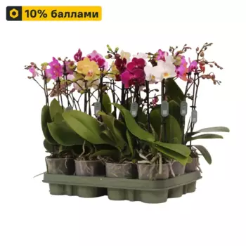 Фаленопсис Мульти микс 9 h43 см