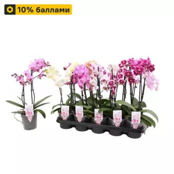 Фаленопсис мультифлора 12 h45 см