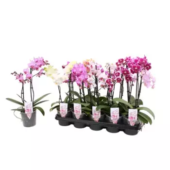 Фаленопсис мультифлора 12 h45 см