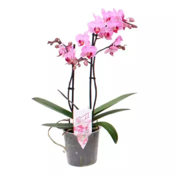 Фаленопсис мультифлора 12 h45 см