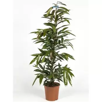 Фикус Амстел Кинг 24 h150 см