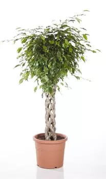 Фикус Бенджамина Экзотика 24x100 см