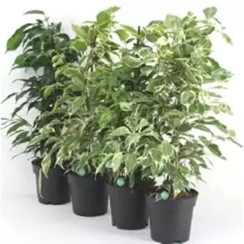 Фикус Бенджамина микс 14x55 см