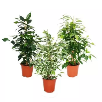 Фикус Бенджамина микс 17 h70 см