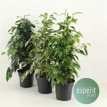 Фикус Бенджамина микс 24 h145 см