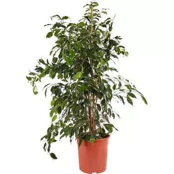 Фикус Benjamina Golden King 27x150 см