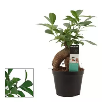 Фикус Джинсенг микс 12 h20 см