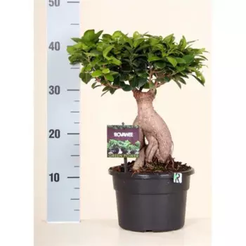 Фикус Джинсенг микс 19 h40 см