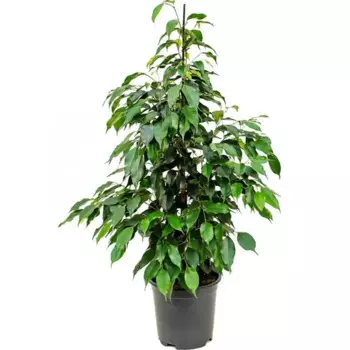 Фикус Экзотика Пирамида 21x105 см