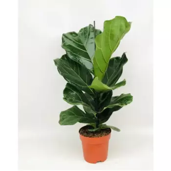 Фикус Лирата 17 h60 см