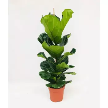 Фикус Лирата 21 h60 см