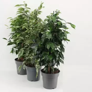 Фикус микс 17 h70 см