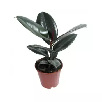 Фикус Робуста 8 h20 см