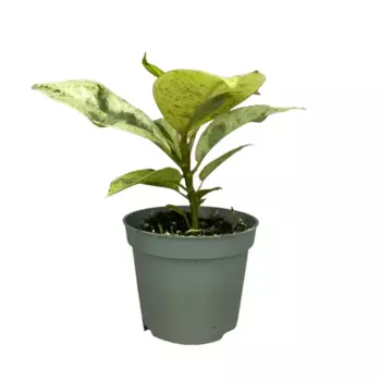 Фикус Шивериана 9 h15 см