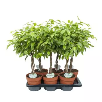 Фикус Спираль 17 h60 см