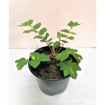 Филипендула микс 12 h50 см Агрони