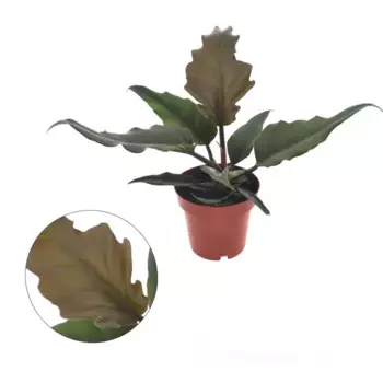 Филодендрон 12 h15 см