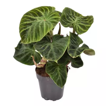 Филодендрон 14 h30 см