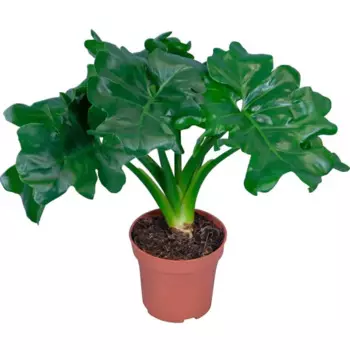 Филодендрон Атом 9 h15 см