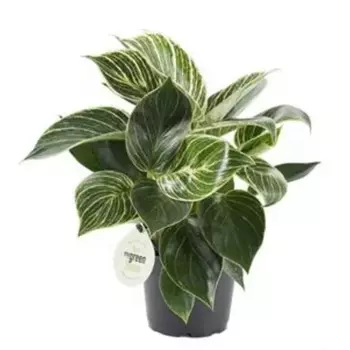 Филодендрон биркин 11 h25 см