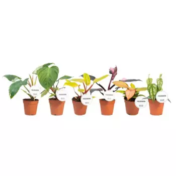 Филодендрон микс 12 h20 см