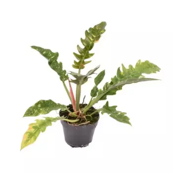 Филодендрон Ринг Файер 9 h15 см