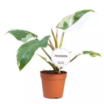 Филодендрон Вайт Принцесс 12 h30 см