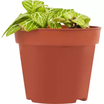 Фиттония микс 8 h15 см
