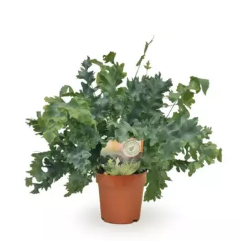 Флебодиум Блю 12 h20 см