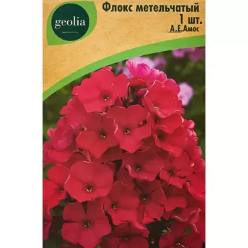 Флокс Geolia метельчатый Аеамос