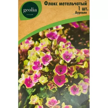 Флокс Geolia метельчатый Ауреоле