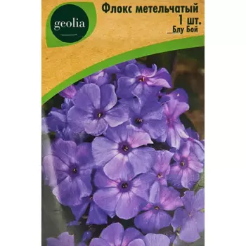 Флокс Geolia метельчатый Блу Бой