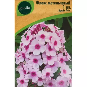Флокс Geolia метельчатый Брайт Айз