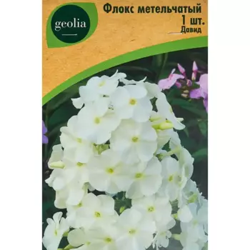 Флокс Geolia метельчатый Давид