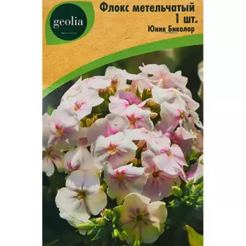Флокс Geolia метельчатый Юник Биколор