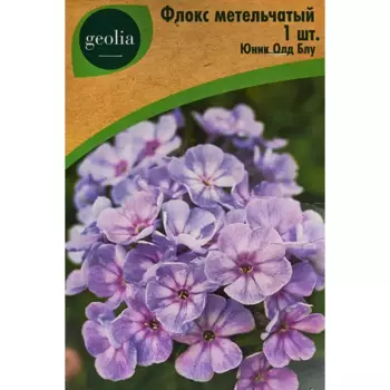 Флокс Geolia метельчатый Юник Олд Блу