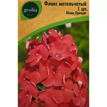 Флокс Geolia метельчатый Юник Ориндж